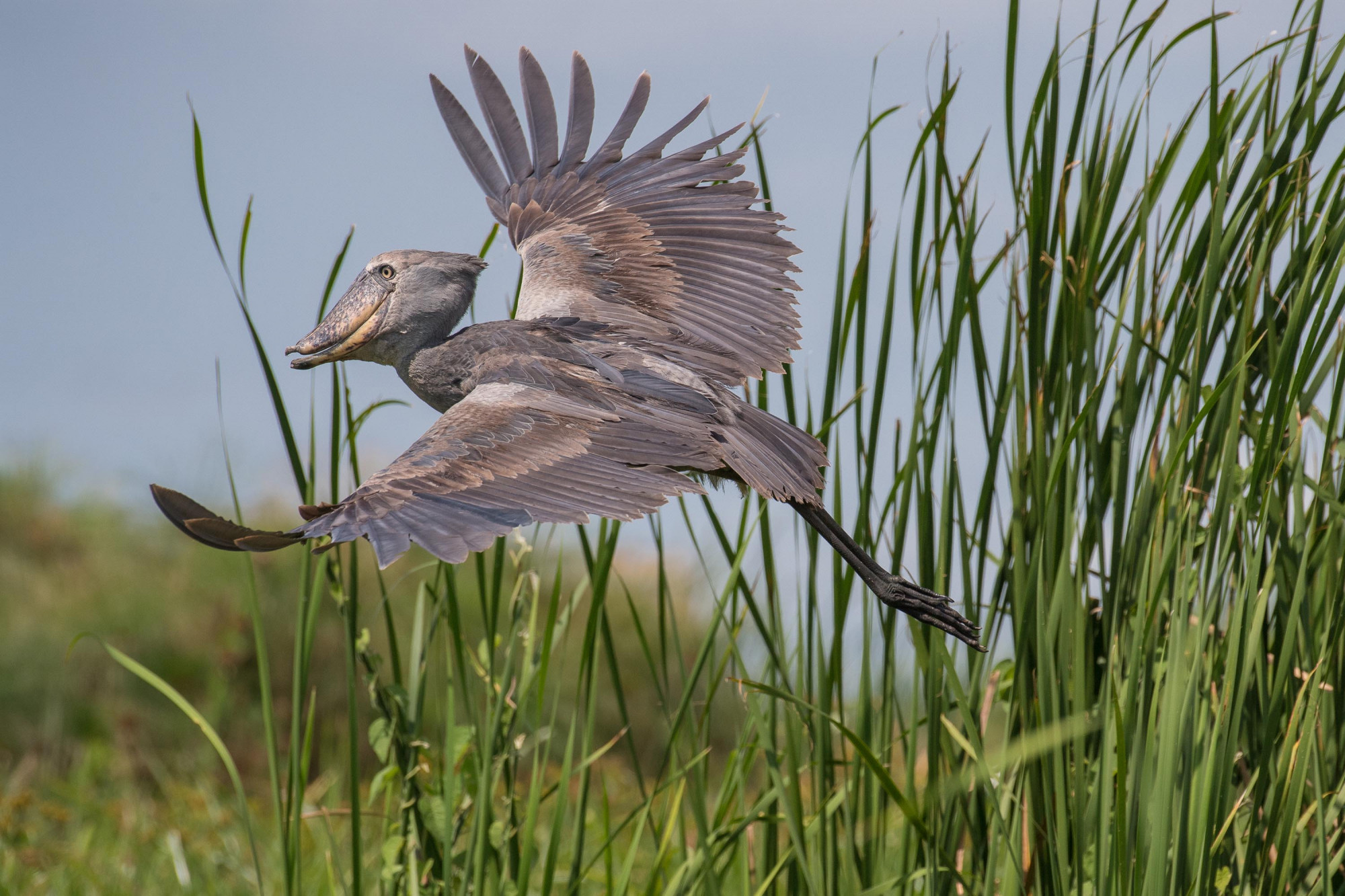 Loiseau Le Plus Terrifiant Du Monde Le Bec En Sabot Du Nil