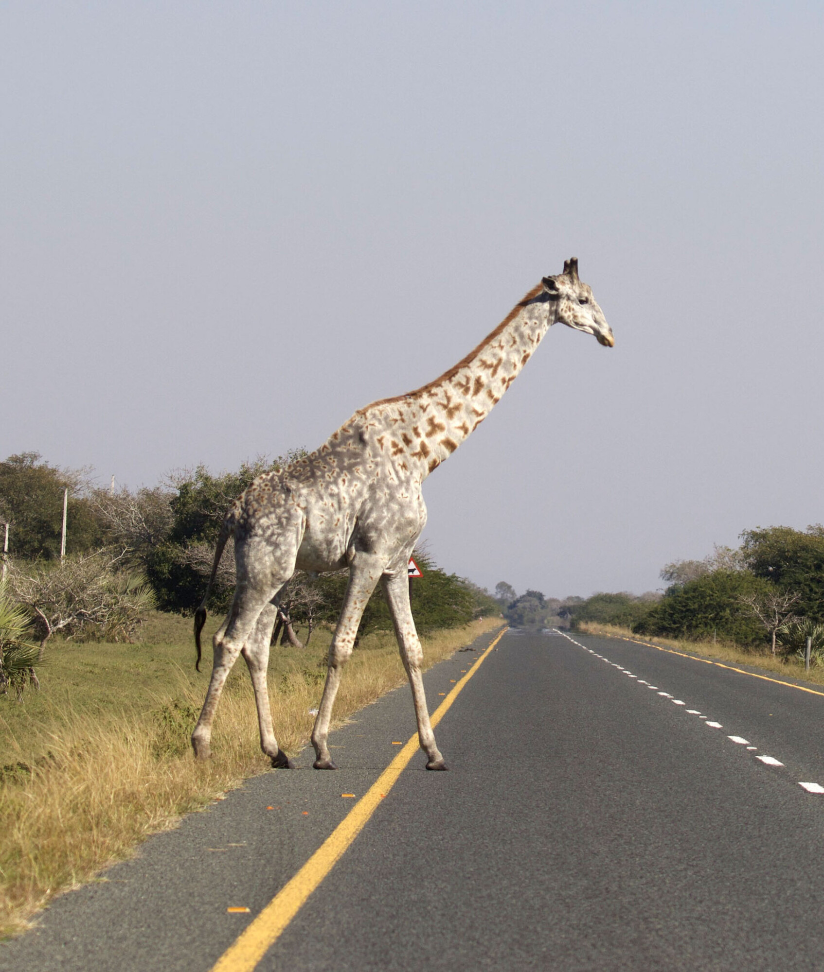 Photos rares lune des dernières girafes leucistiques au monde prise