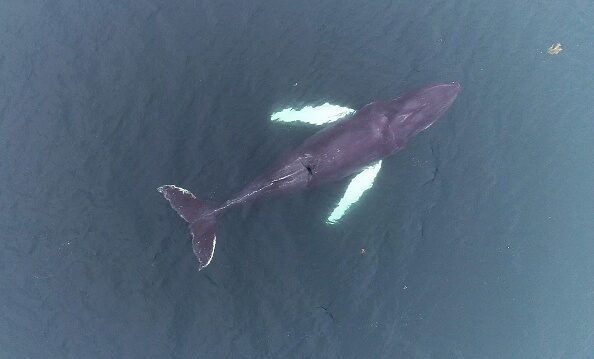 Australie une baleine très curieuse suit un kayakiste sur trois