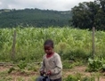 Un jeune garçon travaillant sur une petite terre agricole à Bunya, au Swaziland（攝影:  / 大紀元）  