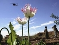 Une fleur de pavot dans un champ de pavots（Staff: John Moore / 2006 Getty Images）  