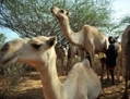 Le chameau est de plus en plus populaire au Kenya（Stringer: TONY KARUMBA / 2011 AFP）  