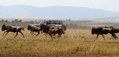 le parc national Massai Mara au Kenya（Staff: ROBERTO SCHMIDT / 2008 AFP）  