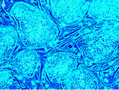 La cellule souche embryonnaire est une u00abpersonne potentielle» et ne peut donner lieu à l'instrumentalisation.（攝影:  / 大紀元）  