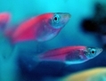 Certains poissons génétiquement modifiés brillent dans le noir ou sous les néons. (Sam Yeh/AFP/Getty Images)
 