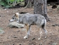  L'enclos à loups dans le parc faunique de Kolmaren, en Suède, où une gardienne a été tuée par une meute de loups le 17 juin 2012.  (Pontus Stenberg/AFP/GettyImages)  