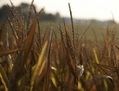 Des rangs de maïs gravement endommagé par une sécheresse généralisée sur une ferme près de Bruceville, dans l’Indiana, le 16 août 2012. Selon le département américain de l’Agriculture, la chaleur extrême à travers les zones agricoles des États-Unis a endommagé les récoltes; le prix du maïs et du soja pourrait atteindre de nouveaux sommets. (Saul Loeb/AFP/Getty Images)