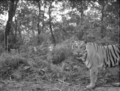 Photographie nocturne d’un tigre dans la forêt nationale de Chitwan au Népal. (Centre d’Intégration de Systèmes et de la durabilité, Michigan State University)