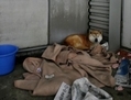 Un chien sans maître est laissé sous une pancarte sur laquelle on peut lire: u00abNous allons prendre soin de votre chien», et u00abS'il vous plaît appelez le numéro ci-dessous». Cette scène se passe à l'extérieur d'un abri à Koryama dans la préfecture de Fukushima le 21 Mars 2011. (Aller Takayama/AFP/Getty Images)