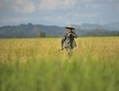 29 octobre 2012, canton de Myauk Oo, un agriculteur birman dans  une rizière près du village de Pa Rein. (Kaung Htet/Getty Images) 