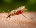 Un moustique anophèle (James Gathany/CDC)