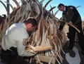 Le service pour la protection de la faune sauvage et maritime (U.S. Fish and Wildfire Service) américain a détruit six tonnes d’ivoire confisqué pendant l’opération américaine de destruction d’ivoire (US Ivory Crush) au refuge Arsenal de Rocky Mountain le 14 novembre 2013, à Commerce City, Colorado. (Doug Pensinger/Getty Images)