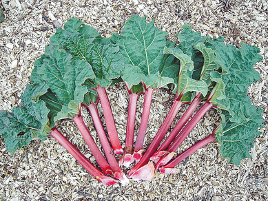 La rhubarbe, un fruit délicieux en cuisine et aux multiples vertus médicinales