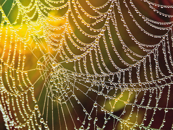 Les scientifiques percent le code de la fabrication de la soie d’araignée