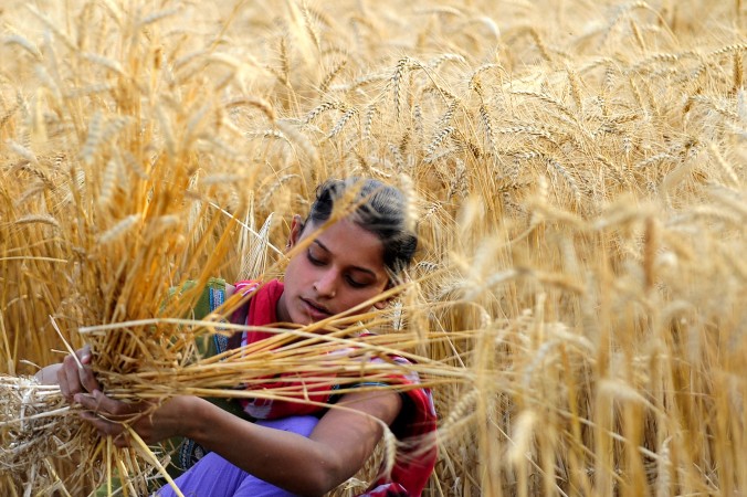Un indien récolte du blé dans un champ près d’Allahabad, le 8 avril 2013. (Sanjay Kanojia/AFP/Getty Images)
