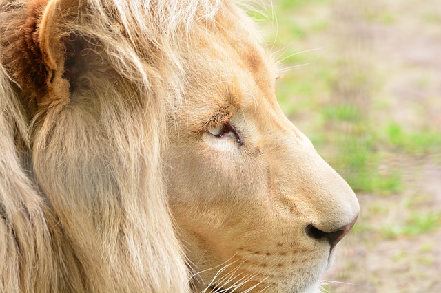 Il serait beau de voir plus de lions pour venger la mort du vieux lion. (Sipa/Pixabay)