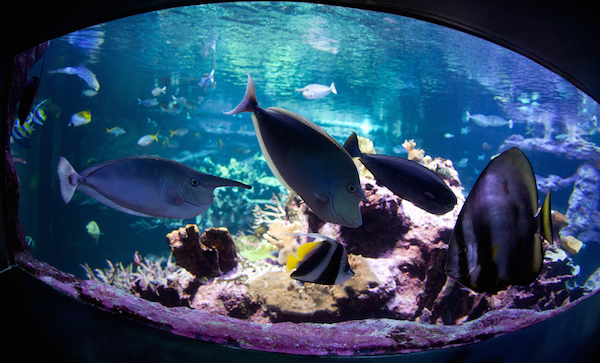 Vue sur l’Aquarium Abyssal. (©La Cité de la Mer_B.Almodovar)