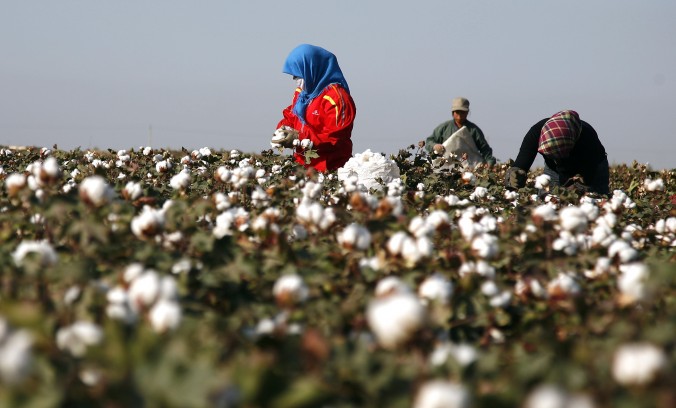 Des cueilleurs de coton récoltent dans un champ de Hami, à l’extrême ouest de la région du Xinjiang, le 20 septembre 2011. (STR/AFP/Getty Images)