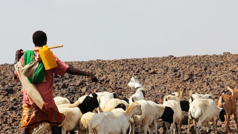 Les bergers comptent parmi les plus touchés par la sécheresse. (Katherine Bundra Roux/IFRC (p-DJI0104))