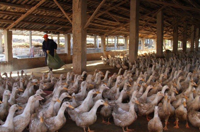 Dans une ferme de Suichan, province du Jianxi dans l’est de la Chine, un éleveur nourrit ses canards, le 30 décembre 2014 (STR/AFP/Getty Images)