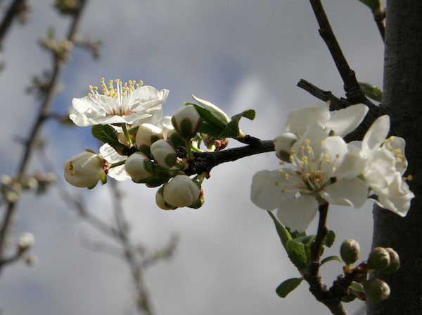 La floraison du prunier est d’autant plus appréciée qu’elle apparaît avec grâce au cœur de l’hiver. (Wikimedia Commons)
