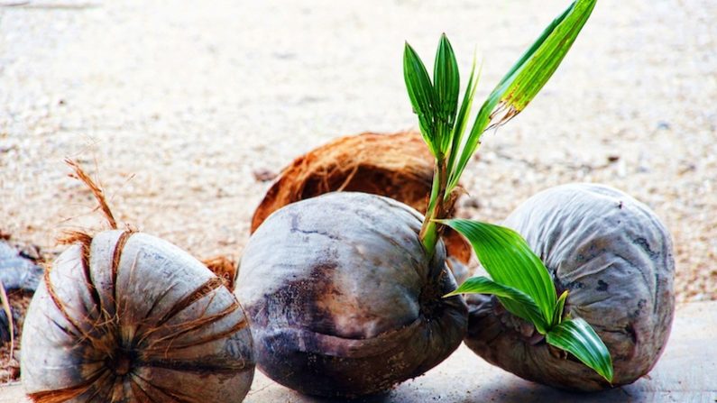 Pour le peuple de Tokelau, dans le Pacifique, la noix de coco représente plus de 60% des calories consommées.  (Pixabay.com)