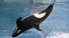 Pourquoi SeaWorld va-t-il mettre fin à son élevage d’orques ?