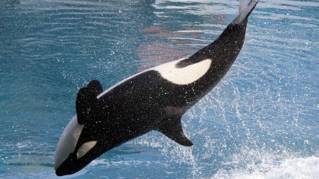 Pourquoi SeaWorld va-t-il mettre fin à son élevage d’orques ?