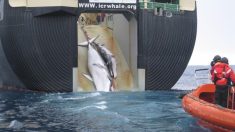 La dernière sortie des baleiniers japonais suscite l’indignation