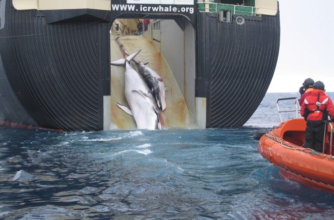 Sur cette photo de 2008, deux baleines Minke (une adulte et une presque adulte) sont trainées à bord d'un navire de pêche japonais. La photo a été prise par les agents des douanes australiennes qui surveillaient les mers, afin de recueillir des preuves d’une pêche sauvage de baleines (Australian Customs and Border Protection Service).