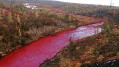 Une rivière russe vire au rouge sang