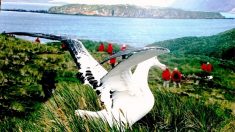 L’albatros parcourt des milliers de kilomètres sans battement d’aile