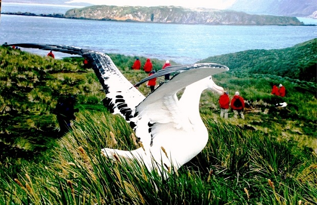 La dépense énergétique des albatros est étonnamment faible, c’est la même qu’un individu au repos. (Wikimedia Commons) 