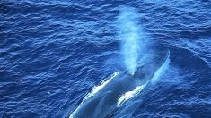Sommet de la Commission baleinière internationale