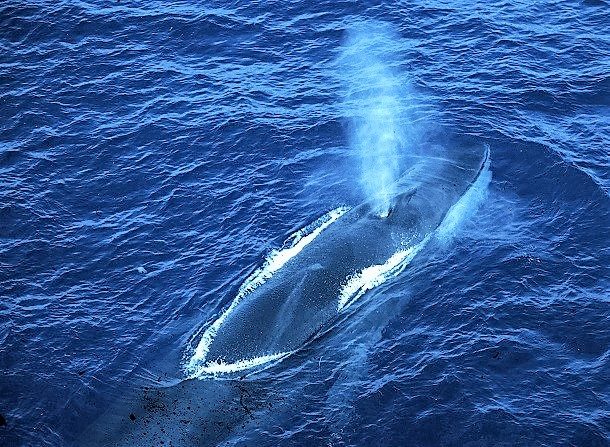 Le sanctuaire pour baleines dans l’Atlantique sud a été sabordé. (Ifaw)