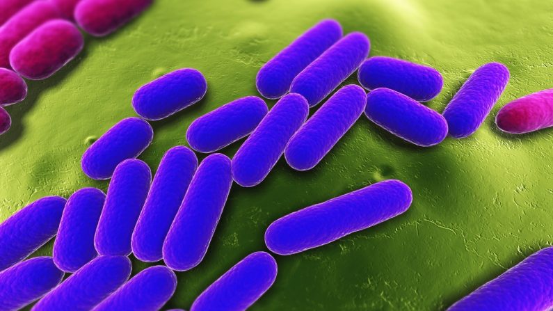 Dans notre corps, les bactéries dépassent nos cellules en nombre, de 10 pour 1. (Sebastian Kaulitzki/iStock)