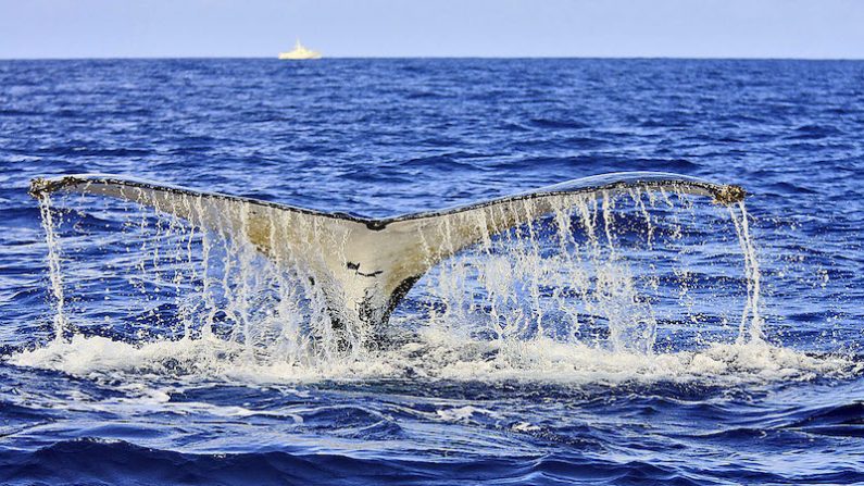 Des balises ont pu être déployées et désormais il est possible de suivre les baleines par internet en temps réel. (WWF)