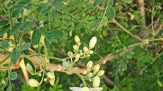 Le moringa, un légume miracle et un aliment aux vertus exceptionnelles