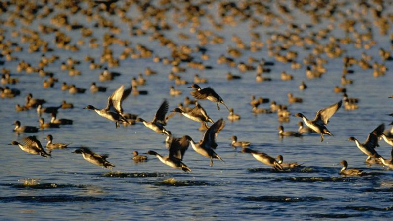 Le virus H5N8 est transmis aux canards d'élevage par les oiseaux migrateurs. (Meinzer Wyman)