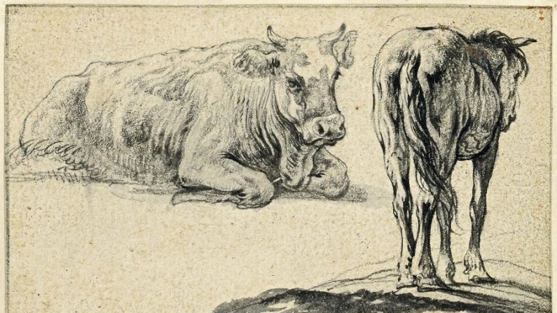 Études d’une vache et d’un cheval, vers 1650 
Pierre noire, graphite et lavis gris, 84 x 125 mm. (© Fondation Custodia, Collection Frits Lugt, Paris, inv. 458)
