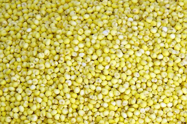 Le millet est l'un des rares  grains complets utilisé comme aliment de base. (Chen Ruilan)