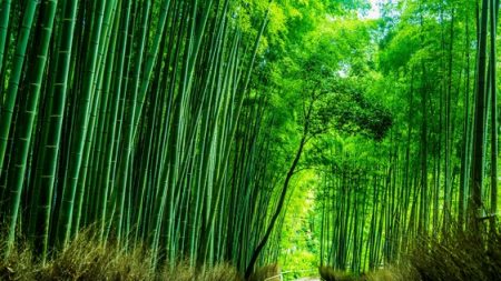 Le rideau de bambou entre l’Europe et la Chine