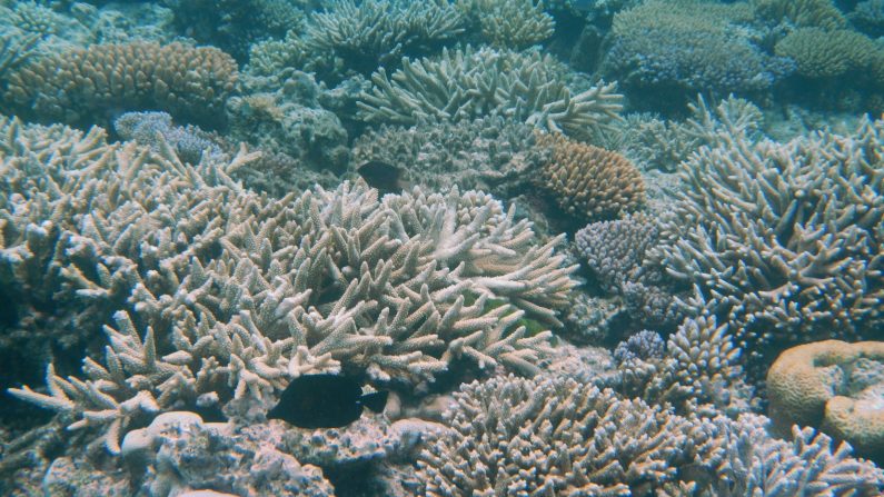 Du corail blanchi. (Robert Linsdell/Flickr)