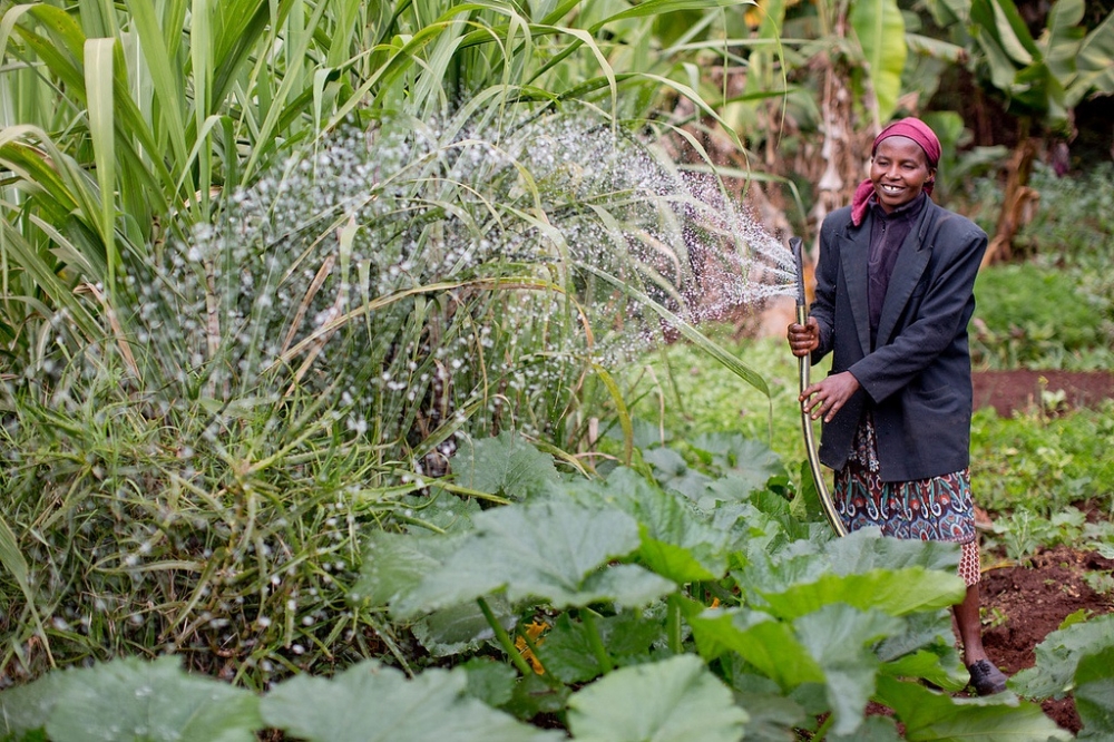 Comment Mieux Aider Les Agriculteurs Africains à Faire Face Au ...