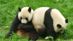 Pourquoi les pandas sont-ils noirs et blancs ? Une nouvelle étude éclaircit le mystère