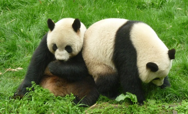 Des pandas jouant. Pris en Avril 2011 à Chengdu, Sichuan, Chine. (Rick Weiss/flickr）