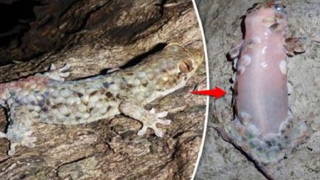 Découverte d’un lézard aux écailles de poisson les perdant pour échapper aux prédateurs