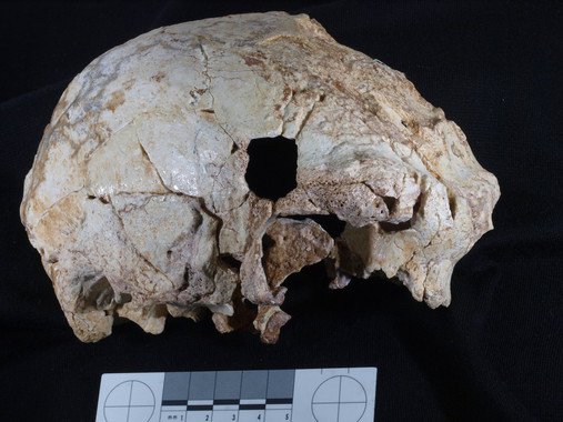 Le crâne trouvé dans la grotte portugaise. / Javier Trueba