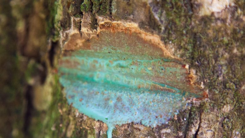 La sève bleue du Pycnandra acuminata, une espèce d’arbre qui peut accumuler des quantités de nickel voisines de 20 % du poids sec de sa sève. (Antony van der Ent)