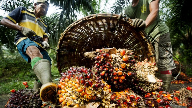 Récolte dans une plantation d’huile de palme certifiée RSPO en Indonésie.
LetsAllStayCalmHere/Flickr, CC BY-NC-SA